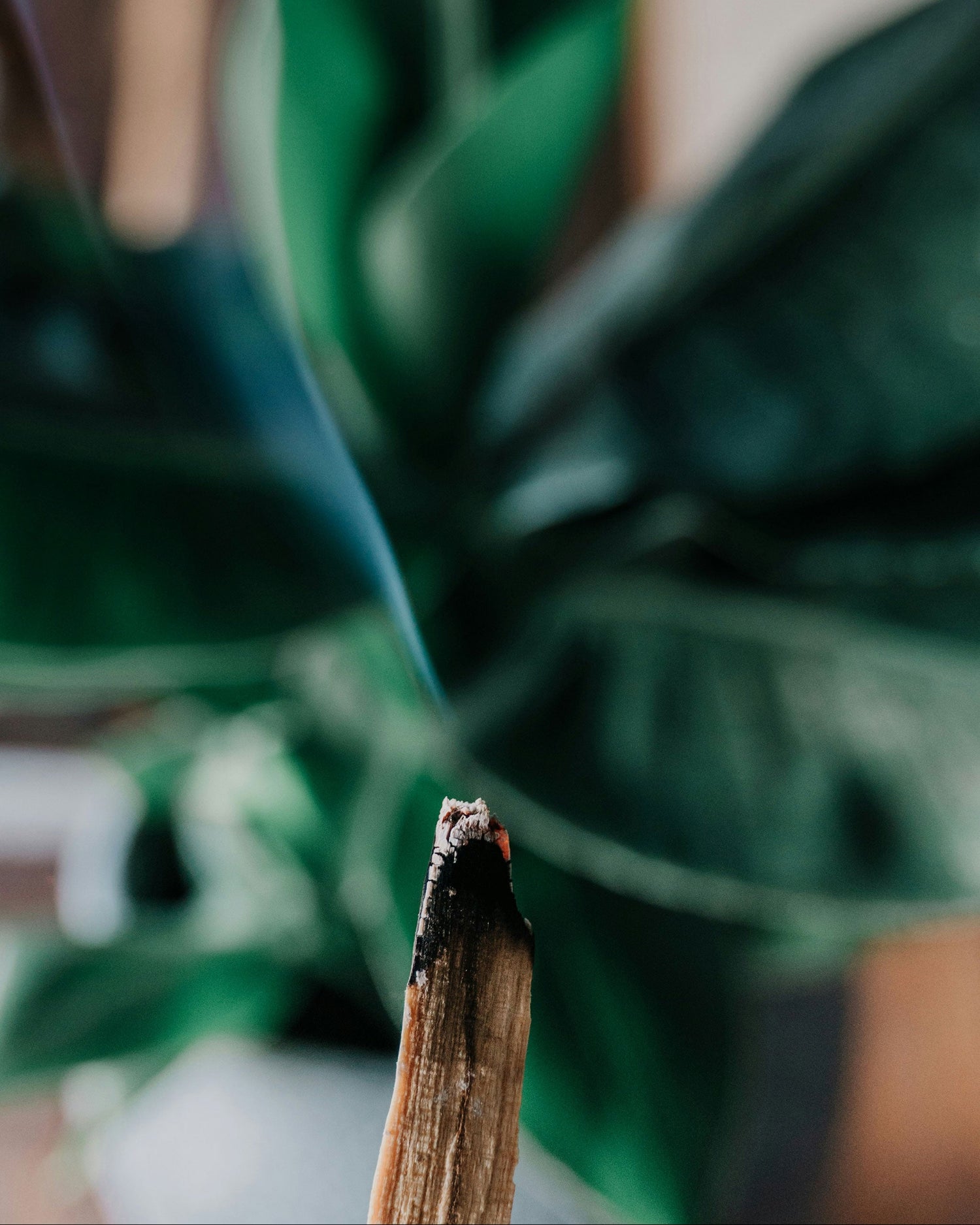 Burning Palo Santo stick with green leaves in background – sacred smoke for energy clearing and spiritual cleansing
