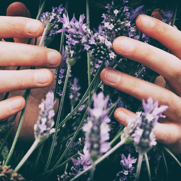 Lavender LOVE Shea Butter Balm